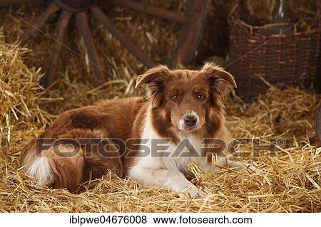 Stock Photo - Border bitch, lying in the straw. Fotosearch