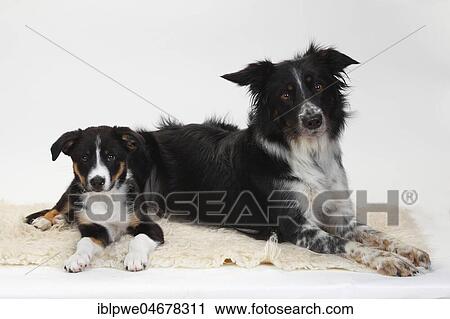 Border Collie, bitch with puppy, 10 weeks, lying next to each other View Large Photo Image Stock Image - Border Collie, bitch with puppy, 10 weeks, lying next to each other. Fotosearch