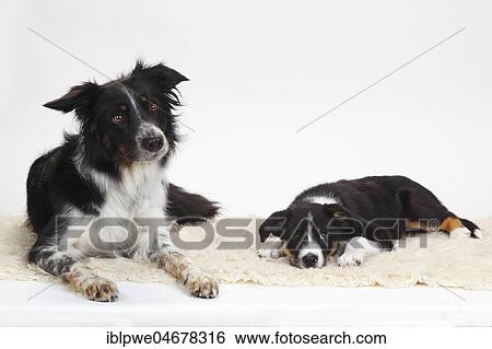 Border Collie, bitch with puppy, 10 weeks, lying next to each other View Large Photo Image Stock Photograph - Border Collie, bitch with puppy, 10 weeks, lying next to each other. Fotosearch