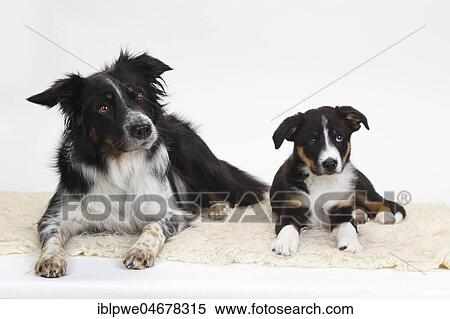 Border Collie, bitch with puppy, 10 weeks, lying next to each other View Large Photo Image Stock Photography - Border Collie, bitch with puppy, 10 weeks, lying next to each other. Fotosearch
