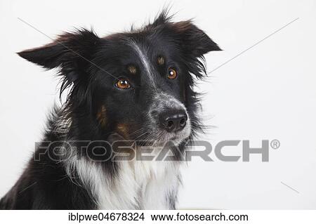 Picture - Border Collie, female, 4 years, animal portrait. Fotosearch