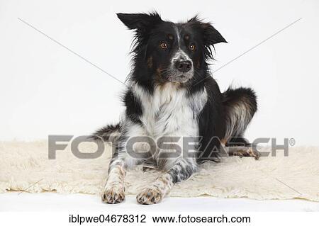 Border Collie, female, 4 years, sitting View Large Photo Image Stock Image - Border Collie, female, 4 years, sitting. Fotosearch