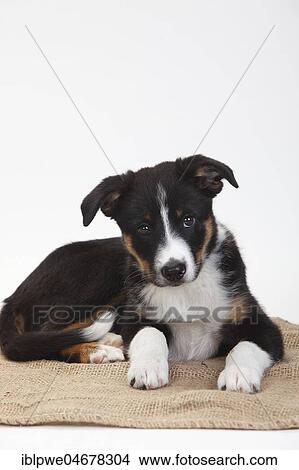 Border Collie, puppy, 10 weeks, lying down View Large Photo Image Picture - Border Collie, puppy, 10 weeks, lying down. Fotosearch