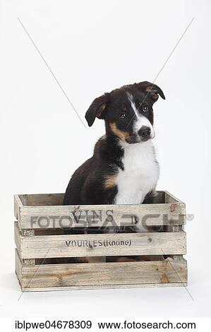 Border Collie, puppy, 10 weeks, sits in a wooden box View Large Photo Image Stock Photo - Border Collie, puppy, 10 weeks, sits in a wooden box. Fotosearch