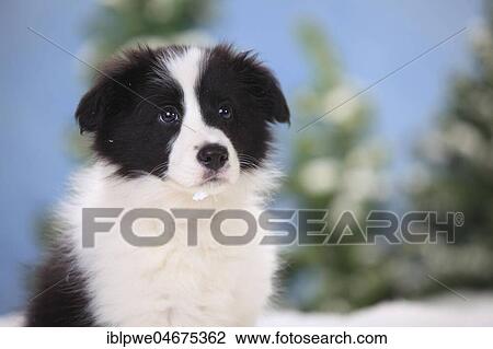 Border Collie, Puppy, 11 weeks, animal portrait View Large Photo Image Stock Image - Border Collie, Puppy, 11 weeks, animal portrait. Fotosearch