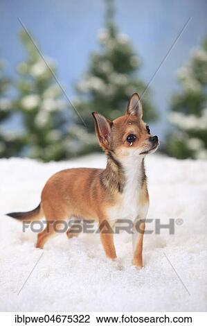 Border Collie, puppy, 11 weeks, sits in artificial snow, winterly View Large Photo Image Stock Image - Border Collie, puppy, 11 weeks, sits in artificial snow, winterly. Fotosearch