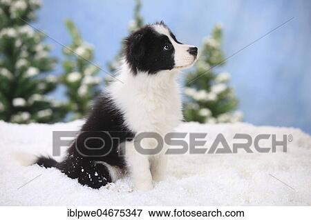Border Collie, puppy, 11 weeks, sits in artificial snow, winterly View Large Photo Image Stock Photo - Border Collie, puppy, 11 weeks, sits in artificial snow, winterly. Fotosearch