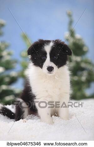 Stock Photograph - Border Collie, puppy, 11 weeks, sits in artificial snow, winterly. Fotosearch