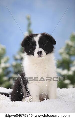 Border Collie, puppy, 11 weeks, sits in artificial snow, winterly View Large Photo Image Stock Photography - Border Collie, puppy, 11 weeks, sits in artificial snow, winterly. Fotosearch