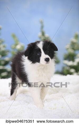 Border Collie, puppy, 11 weeks, standing in artificial snow, winterly View Large Photo Image Stock Image - Border Collie, puppy, 11 weeks, standing in artificial snow, winterly. Fotosearch