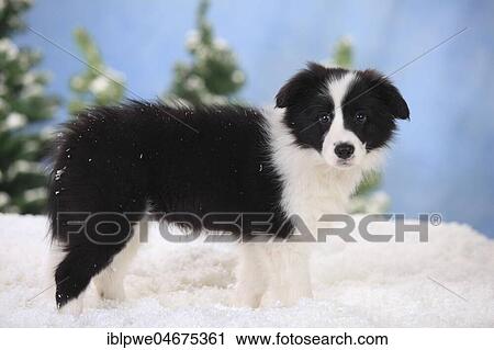 Stock Image - Border Collie, puppy, 11 weeks, standing in artificial snow, winterly. Fotosearch