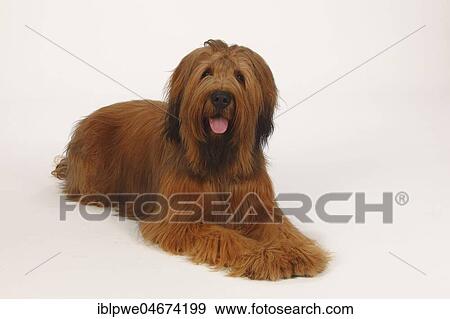 Stock Photo - Briard, 1 year, Berger de Brie, lying. Fotosearch