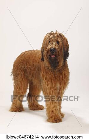 Picture - Briard, 1 year, Berger de Brie, standing. Fotosearch