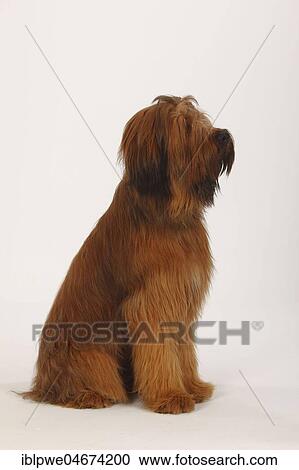 Briard, 1 year, Berger de Brie, lateral, sitting View Large Photo Image Stock Image - Briard, 1 year, Berger de Brie, lateral, sitting. Fotosearch
