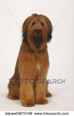 Stock Photo - Briard, 1 year, Berger de Brie, sitting, view into the camera. Fotosearch