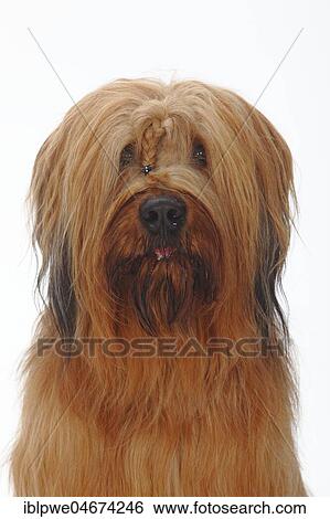 Briard, Berger de Brie, animal portrait View Large Photo Image Stock Photograph - Briard, Berger de Brie, animal portrait. Fotosearch