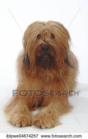 Briard, Berger de Brie, animal portrait, lying View Large Photo Image Stock Photo - Briard, Berger de Brie, animal portrait, lying. Fotosearch