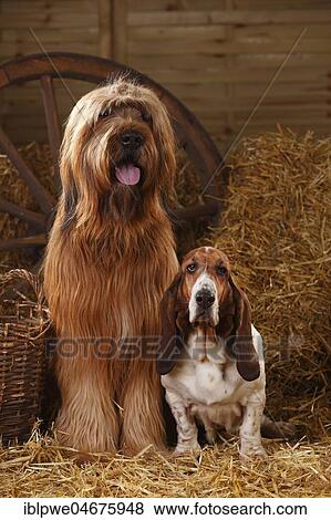 Briard, male, and Basset Hound, female, sitting next to each other in the straw View Large Photo Image Stock Photo - Briard, male, and Basset Hound, female, sitting next to each other in the straw. Fotosearch