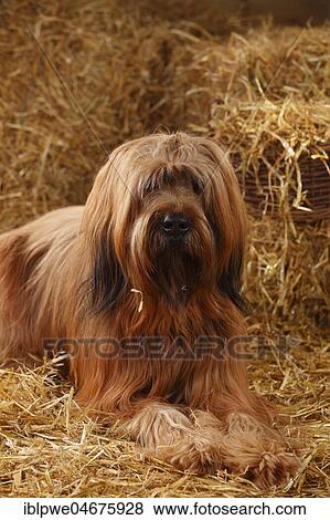 Stock Photo - Briard, male, Berger de Brie, lying on straw in a barn. Fotosearch