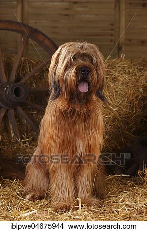 Briard, male, Berger de Brie, sitting on straw in a barn View Large Photo Image Picture - Briard, male, Berger de Brie, sitting on straw in a barn. Fotosearch