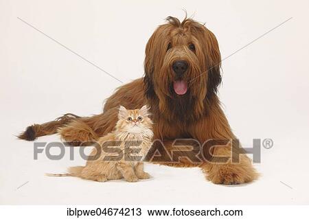 Briard or Berger de Brie, 1 year, and domestic cat, kitten, sitting next to each other View Large Photo Image Stock Image - Briard or Berger de Brie, 1 year, and domestic cat, kitten, sitting next to each other. Fotosearch