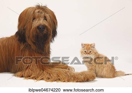 Stock Image - Briard or Berger de Brie, 1 year, and domestic cat, kitten, sitting next to each other. Fotosearch