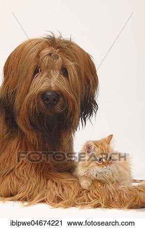 Briard or Berger de Brie, 1 year, and domestic cat, kitten, cat lying on paws, animal portrait View Large Photo Image Stock Image - Briard or Berger de Brie, 1 year, and domestic cat, kitten, cat lying on paws, animal portrait. Fotosearch
