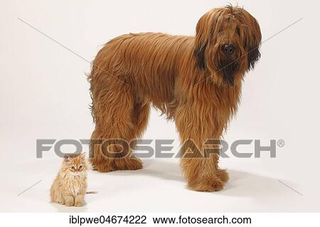 Briard or Berger de Brie, 1 year, and domestic cat, kitten stand next to each other View Large Photo Image Stock Image - Briard or Berger de Brie, 1 year, and domestic cat, kitten stand next to each other. Fotosearch