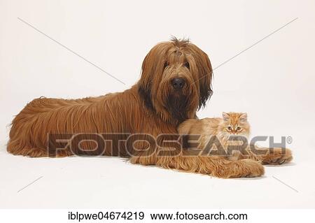 Briard or Berger de Brie, 1 year, and domestic cat, kitten, cat between paws of dog View Large Photo Image Stock Photo - Briard or Berger de Brie, 1 year, and domestic cat, kitten, cat between paws of dog. Fotosearch