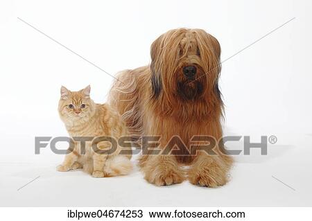 Stock Image - Briard or Berger de Brie, and British Longhair, British Longhair Cat or Highlander, male, sitting next to each other. Fotosearch