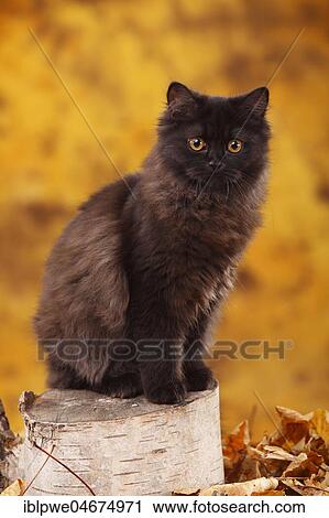 British Longhair, 6 months, black, Highlander, sits on tree trunk, autumnal View Large Photo Image Stock Image - British Longhair, 6 months, black, Highlander, sits on tree trunk, autumnal. Fotosearch