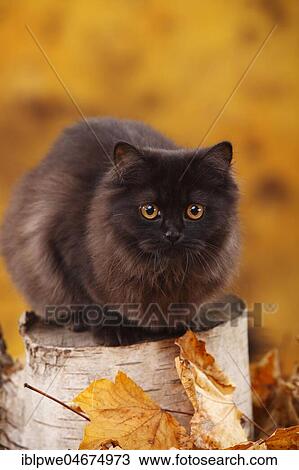 British Longhair, 6 months, black, Highlander, black, sits on tree trunk, autumnal View Large Photo Image Stock Image - British Longhair, 6 months, black, Highlander, black, sits on tree trunk, autumnal. Fotosearch
