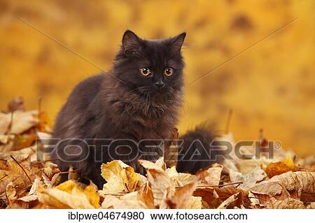 British Longhair, 6 months, black, Highlander, black, sits in autumn leaves View Large Photo Image Stock Image - British Longhair, 6 months, black, Highlander, black, sits in autumn leaves. Fotosearch
