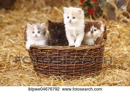 British longhair, four kittens, 6 weeks, sitting in basket View Large Photo Image Stock Image - British longhair, four kittens, 6 weeks, sitting in basket. Fotosearch