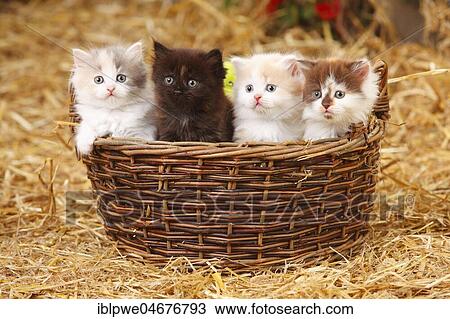 Stock Image - British longhair, four kittens, 6 weeks, sitting in basket. Fotosearch