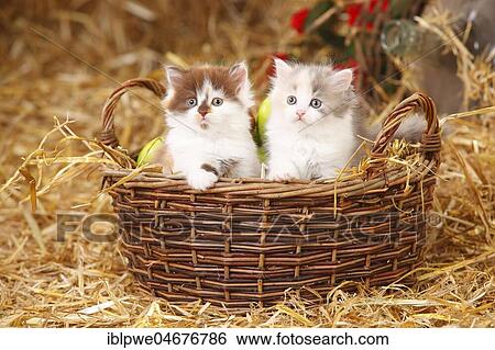British longhair, kitten, 6 weeks, sitting in basket View Large Photo Image Stock Photograph - British longhair, kitten, 6 weeks, sitting in basket. Fotosearch