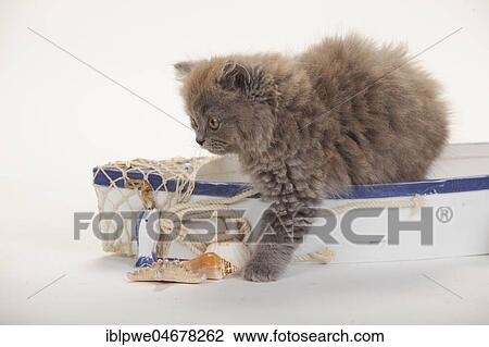 British longhair, kitten, 9 weeks, blue, sits in fishing boat, summerly decorated View Large Photo Image Stock Image - British longhair, kitten, 9 weeks, blue, sits in fishing boat, summerly decorated. Fotosearch