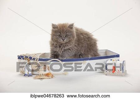 British longhair, kitten, 9 weeks, blue, sits in fishing boat, summerly decorated View Large Photo Image Stock Image - British longhair, kitten, 9 weeks, blue, sits in fishing boat, summerly decorated. Fotosearch