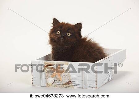 British longhair, kitten, 9 weeks, black, sits in wooden box, summerly decorated View Large Photo Image Stock Image - British longhair, kitten, 9 weeks, black, sits in wooden box, summerly decorated. Fotosearch