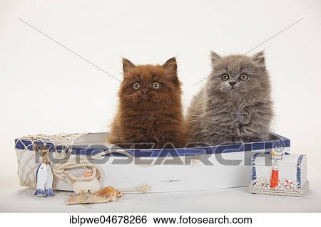 British longhair, kitten, 9 weeks, chocolate and blue, sitting in fishing boat, summerly decorated View Large Photo Image Stock Photograph - British longhair, kitten, 9 weeks, chocolate and blue, sitting in fishing boat, summerly decorated. Fotosearch