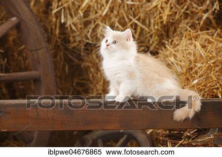 British longhair, kitten, cream-white, 10 weeks, sitting on wooden beams in front of straw View Large Photo Image Stock Photography - British longhair, kitten, cream-white, 10 weeks, sitting on wooden beams in front of straw. Fotosearch