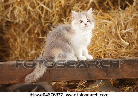 British longhair, kitten, blue-tortie-white, 10 weeks, sitting on wooden beams in front of straw View Large Photo Image Stock Image - British longhair, kitten, blue-tortie-white, 10 weeks, sitting on wooden beams in front of straw. Fotosearch