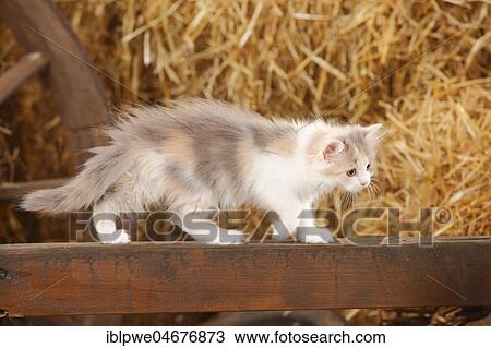 British longhair, kitten, blue-tortie-white, 10 weeks, runs on wooden beams in front of straw View Large Photo Image Stock Image - British longhair, kitten, blue-tortie-white, 10 weeks, runs on wooden beams in front of straw. Fotosearch