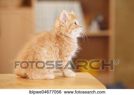 Stock Photograph - British longhair, kitten, red-tabby-mackarell-white, 10 weeks, sitting on wooden bench in living room. Fotosearch