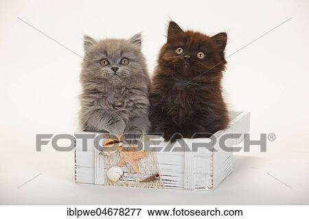 British longhair, kittens, 9 weeks, black and blue, sitting in wooden box, summerly decorated View Large Photo Image Stock Photo - British longhair, kittens, 9 weeks, black and blue, sitting in wooden box, summerly decorated. Fotosearch