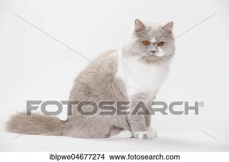 British Longhair, lilac-white View Large Photo Image Picture - British Longhair, lilac-white. Fotosearch