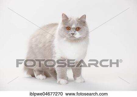British Longhair, lilac-white View Large Photo Image Stock Image - British Longhair, lilac-white. Fotosearch