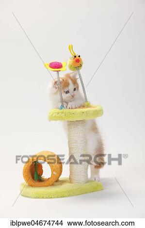 British longhair or highlander, kitten, 8 weeks, red-white, highlander, lowlander, Britanica, BLH, toy, cat tree View Large Photo Image Picture - British longhair or highlander, kitten, 8 weeks, red-white, highlander, lowlander, Britanica, BLH, toy, cat tree. Fotosearch