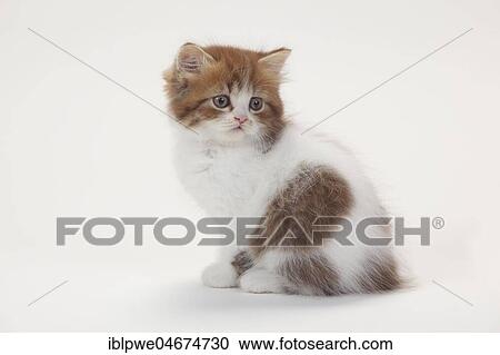 British longhair or highlander, kitten, 8 weeks, chocolate-tabby-mackerel-white, highlander, lowlander, Britanica, BLH, side view View Large Photo Image Stock Image - British longhair or highlander, kitten, 8 weeks, chocolate-tabby-mackerel-white, highlander, lowlander, Britanica, BLH, side view. Fotosearch