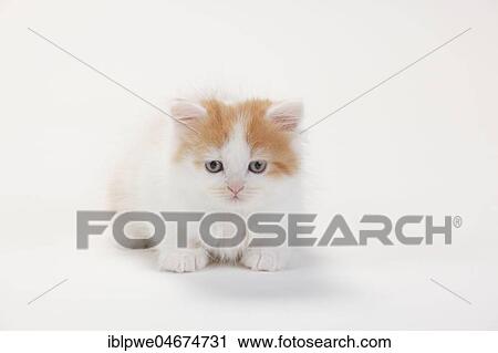 British longhair or highlander, kitten, 8 weeks, red-white, highlander, lowlander, Britanica, BLH View Large Photo Image Stock Image - British longhair or highlander, kitten, 8 weeks, red-white, highlander, lowlander, Britanica, BLH. Fotosearch